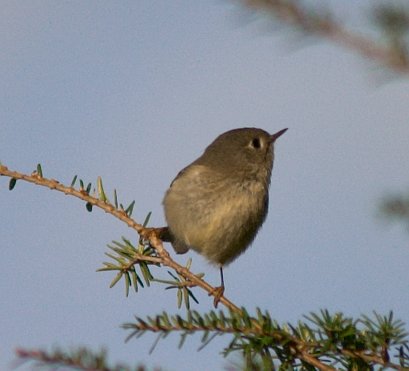 Ruby-crowned Kinglet --(Regulus calendula) (26956 bytes)