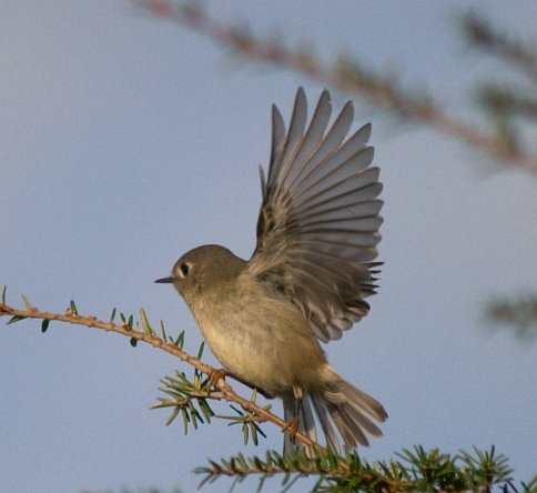 Ruby-crowned Kinglet --(Regulus calendula) (36645 bytes)