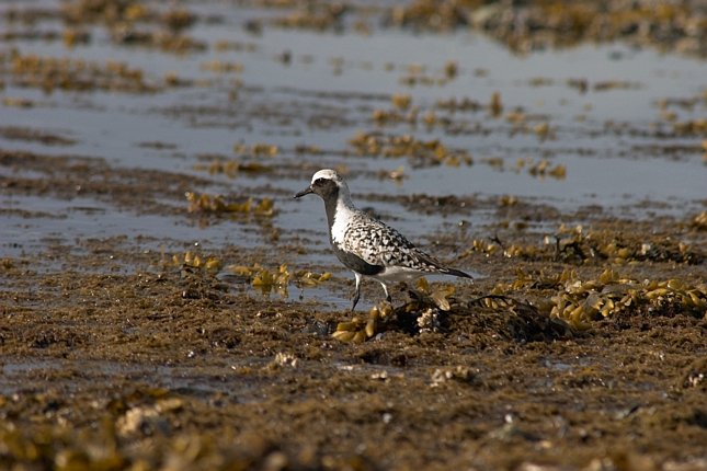 Black-bellied Plover --(Pluvialis squatarola) (68975 bytes)