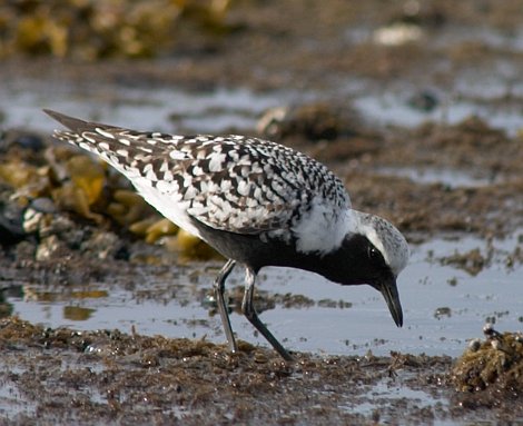 Feeding Black-bellied Plover --(Pluvialis squatarola) (48023 bytes)