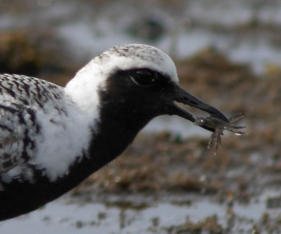 Black-bellied Plover and Shore Crab --(Pluvialis squatarola) (39760 bytes)