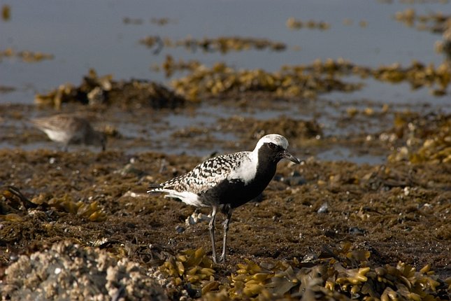 Black-bellied Plover --(Pluvialis squatarola) (68482 bytes)