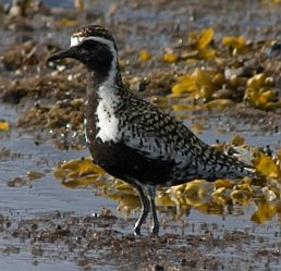 Pacific Golden Plover --(Pluvialis fulva) (25697 bytes)