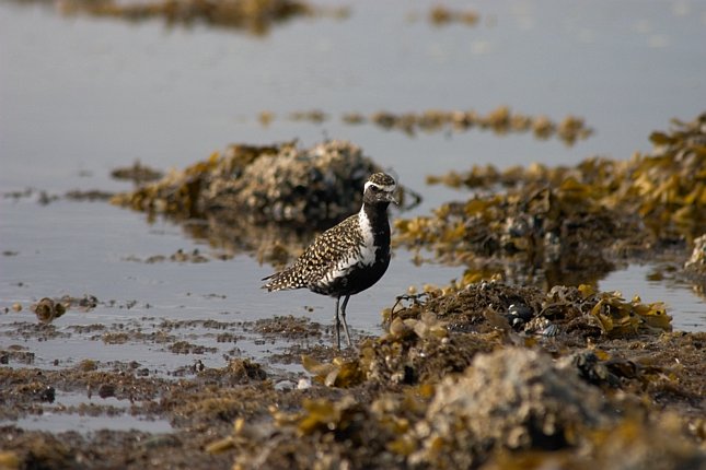 Pacific Golden Plover --(Pluvialis fulva) (58770 bytes)