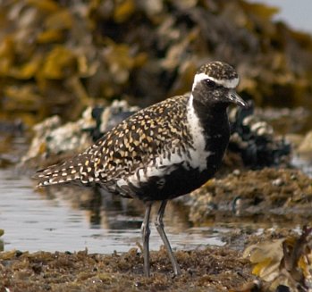 Pacific Golden Plover --(Pluvialis fulva) (33971 bytes)