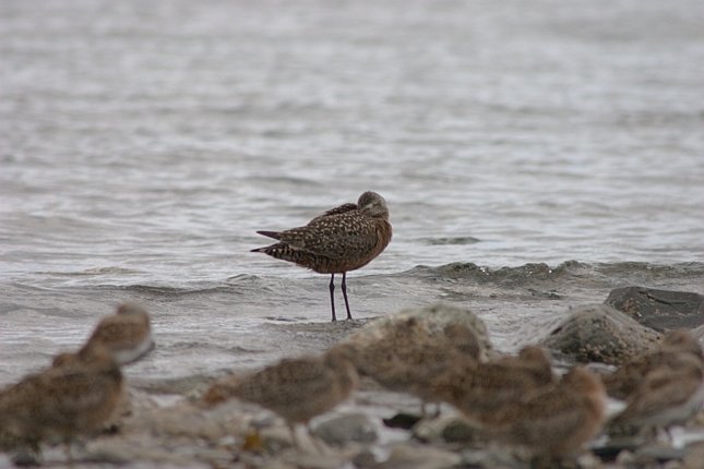 Hudsonian Godwit --(Limosa haemastica) (46478 bytes)