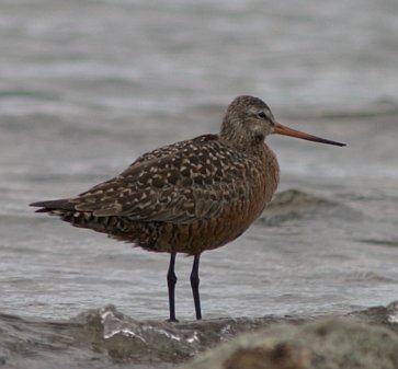 Hudsonian Godwit --(Limosa haemastica) (23652 bytes)