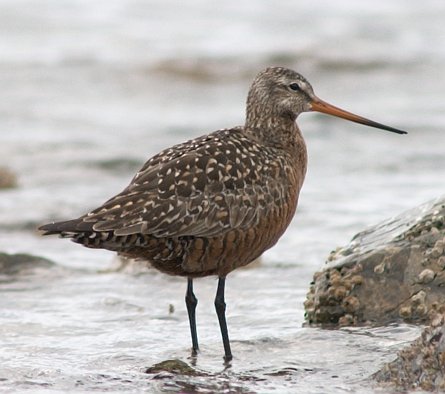 Hudsonian Godwit --(Limosa haemastica) (39332 bytes)