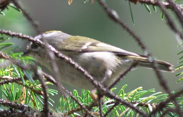 Golden-crowned Kinglet --(Regulus satrapa) (53402 bytes)