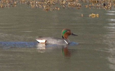 Green-winged Teal --(Anas crecca) (21153 bytes)