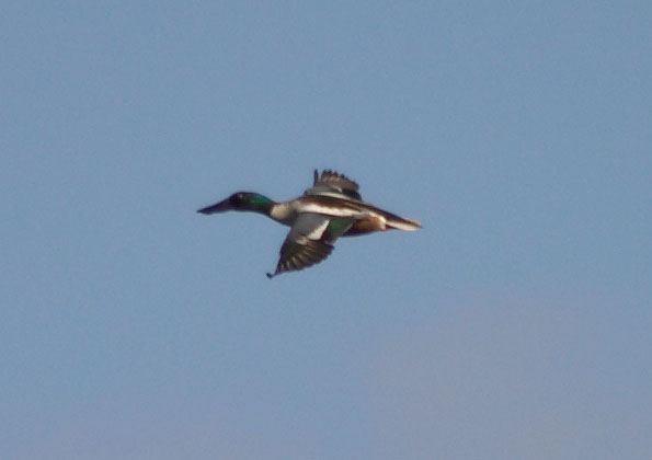 Flying Northern Shoveler --(Anas clypeata) (14751 bytes)