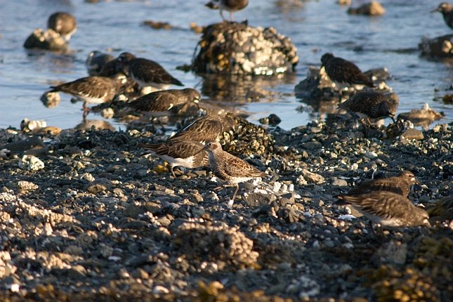 Rock Sandpiper --(Calidris ptilocnemis) (95580 bytes)