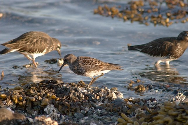 Rock Sandpiper --(Calidris ptilocnemis) (74758 bytes)