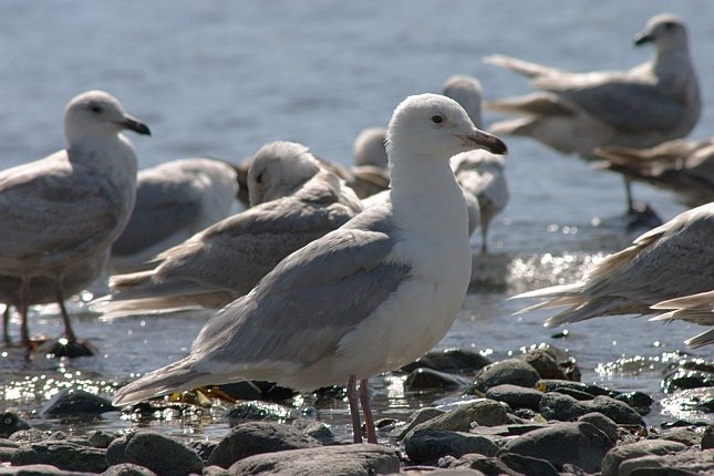 Gull --(Larus sp.) (65565 bytes)