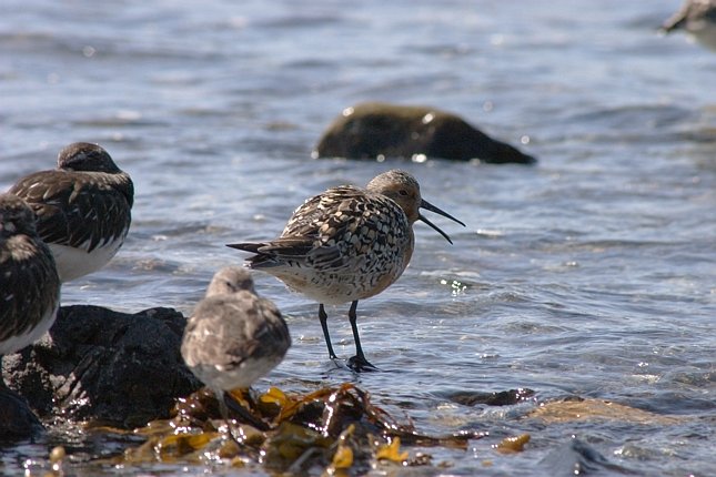 Red Knot --(Calidris canutus) (67193 bytes)