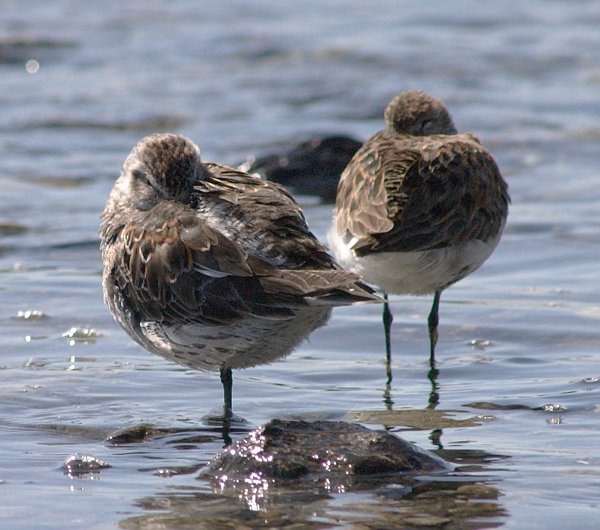 Resting Rock Sandpiper --(Calidris ptilocnemis) (69772 bytes)