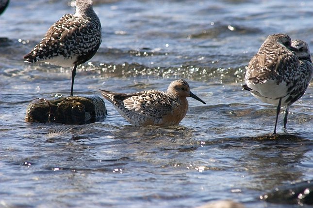 Red Knot --(Calidris canutus) (83038 bytes)