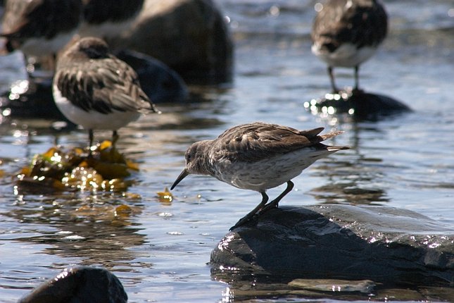 Rock Sandpiper --(Calidris ptilocnemis) (69069 bytes)