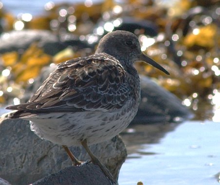 Rock Sandpiper --(Calidris ptilocnemis) (41775 bytes)