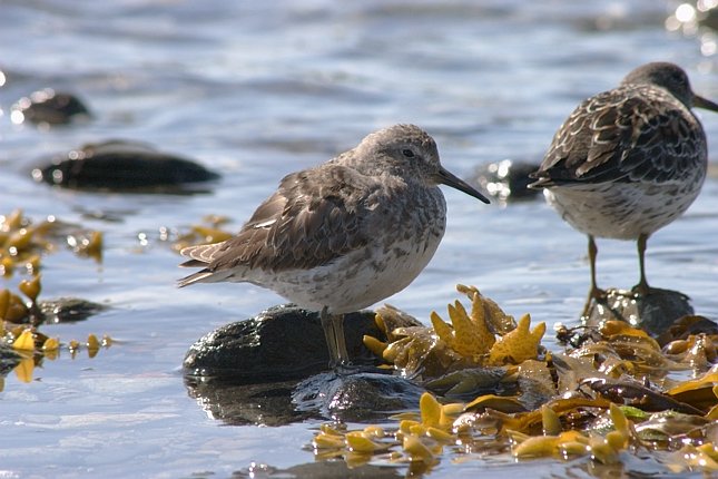 Rock Sandpiper --(Calidris ptilocnemis) (69218 bytes)