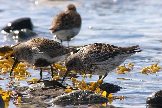 Rock Sandpiper and Dunlin (76694 bytes)