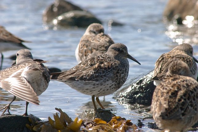 Rock Sandpiper --(Calidris ptilocnemis) (72507 bytes)