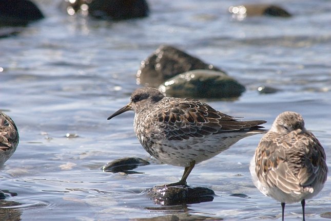 Rock Sandpiper --(Calidris ptilocnemis) (63835 bytes)