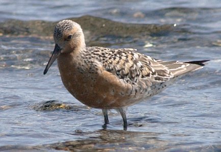 Red Knot --(Calidris canutus) (37266 bytes)