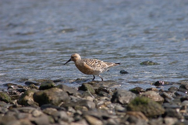 Red Knot --(Calidris canutus) (60403 bytes)