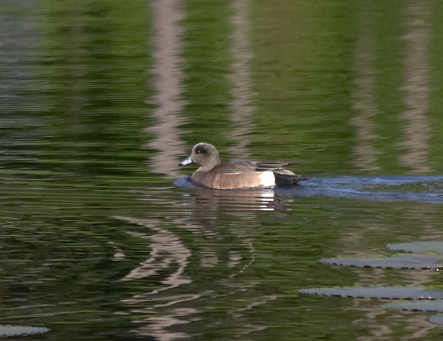 American Wigeon --(Anas americana) (60109 bytes)