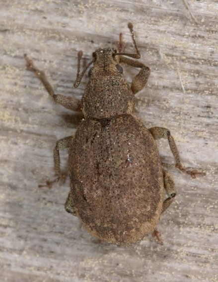 Unidentified Bug (59399 bytes)