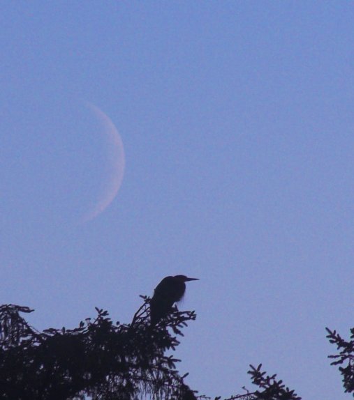 Heron and a Crescent Moon (35355 bytes)