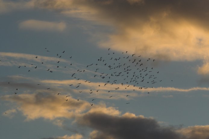 Flying Crows --(Corvus caurinus) (33544 bytes)