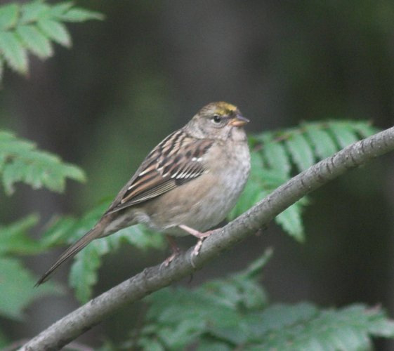 Golden-crowned Sparrow --(Zonotrichia atricapilla) (42520 bytes)