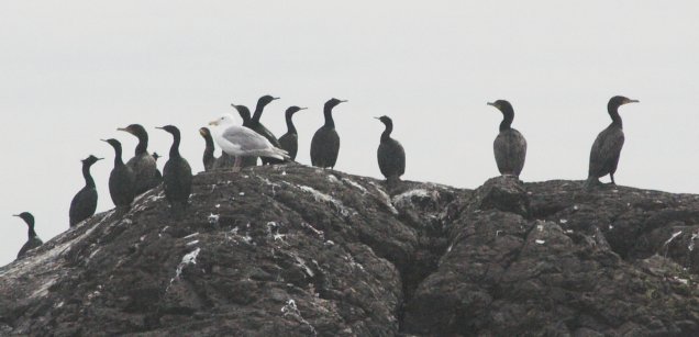 Cormorants --(Phalacrocorax spp.) (36132 bytes)