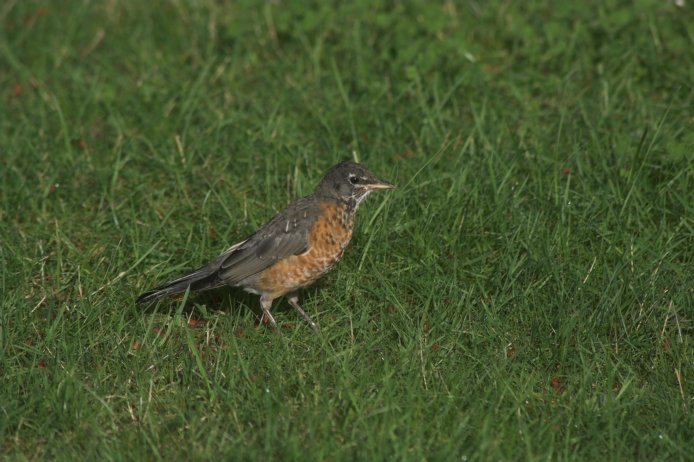 Robin --(Turdus migratorius) (76750 bytes)