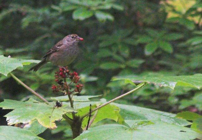 Golden-crown Sparrow with Devil's Club Berry --(Zonotrichia atricapilla) (63292 bytes)