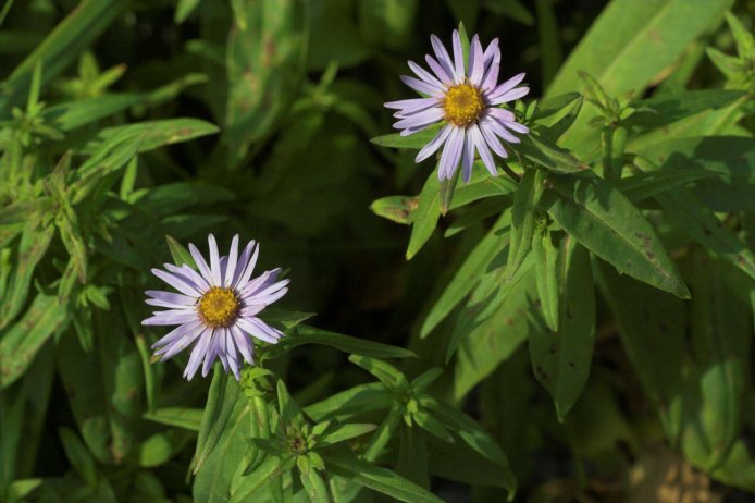 Sub-alpine Daisy --(Erigeron peregrinus) (61495 bytes)