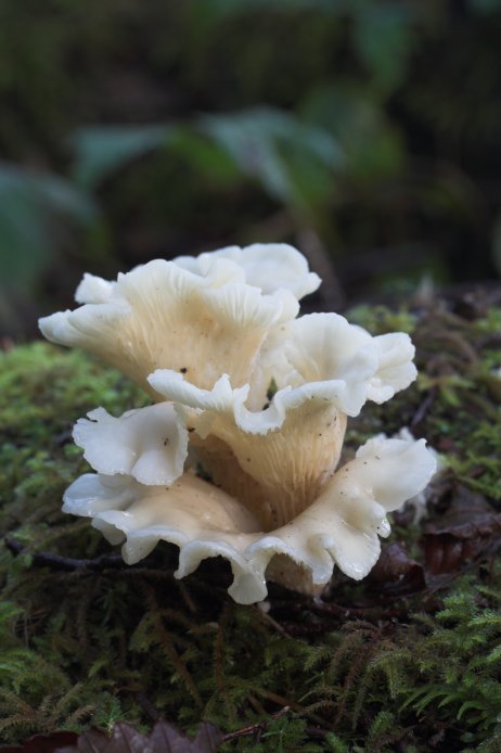 Angel Wing Fungus --(Pleurotus porrigens) (50745 bytes)