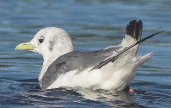 Kittiwake --(Rissa sp.) (45990 bytes)