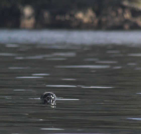 Harbor Seal --(Phoca vitulina) (34659 bytes)