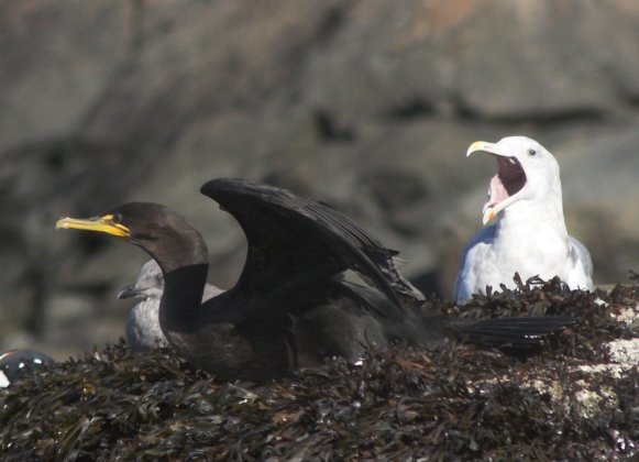 Cormorant and Gull (44418 bytes)