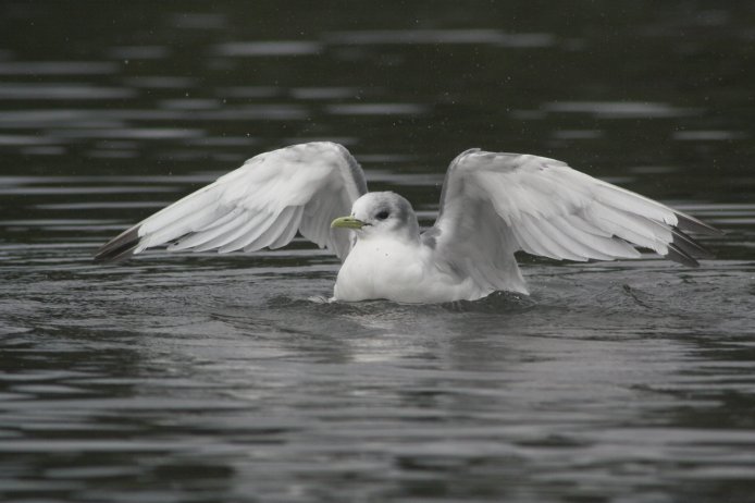 Black-legged Kittiwake --(Rissa tridactyla) (50251 bytes)