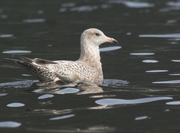 Juvenile Gull --(Larus sp.) (41567 bytes)