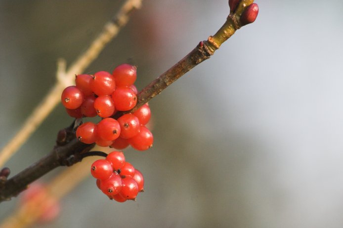 High-bush Cranberries --(Viburnum edule) (35291 bytes)