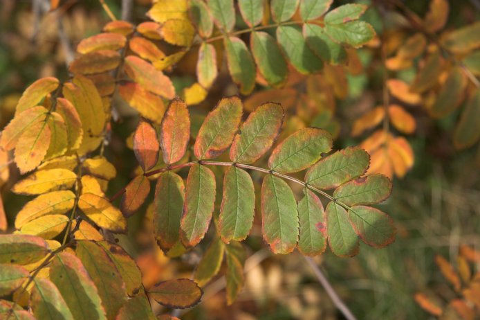 Fall Color --(Sorbus aucuparia) (66686 bytes)