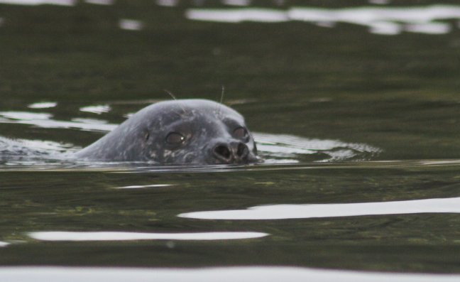 Harbor Seal --(Phoca vitulina) (38620 bytes)