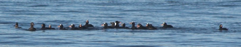 Scoters --(Melanitta spp.) (33079 bytes)