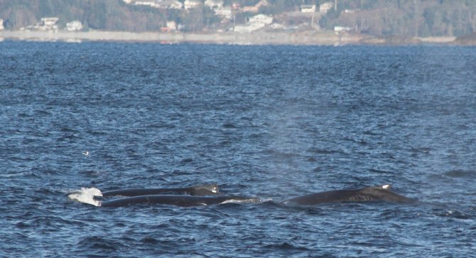 Humpback Whales --(Megaptera novaeangliae) (67775 bytes)