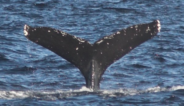Diving Whale --(Megaptera novaeangliae) (57049 bytes)
